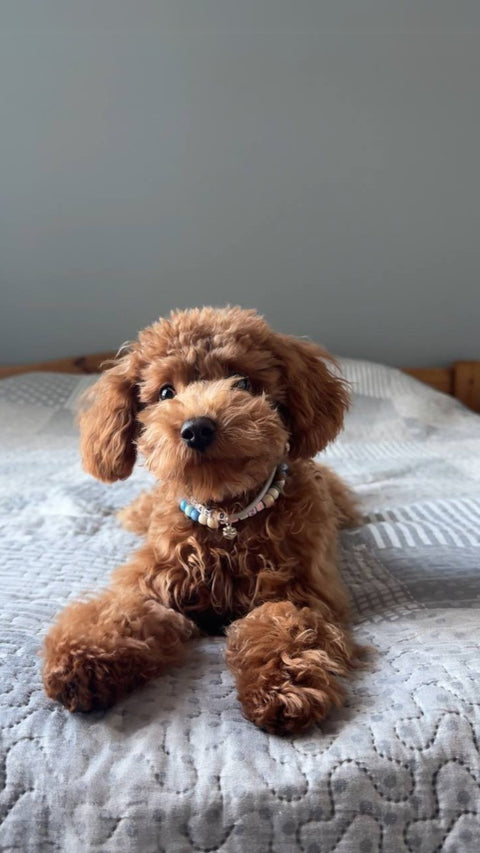 Paw Tag – Personalized ID Tag for Your Pup